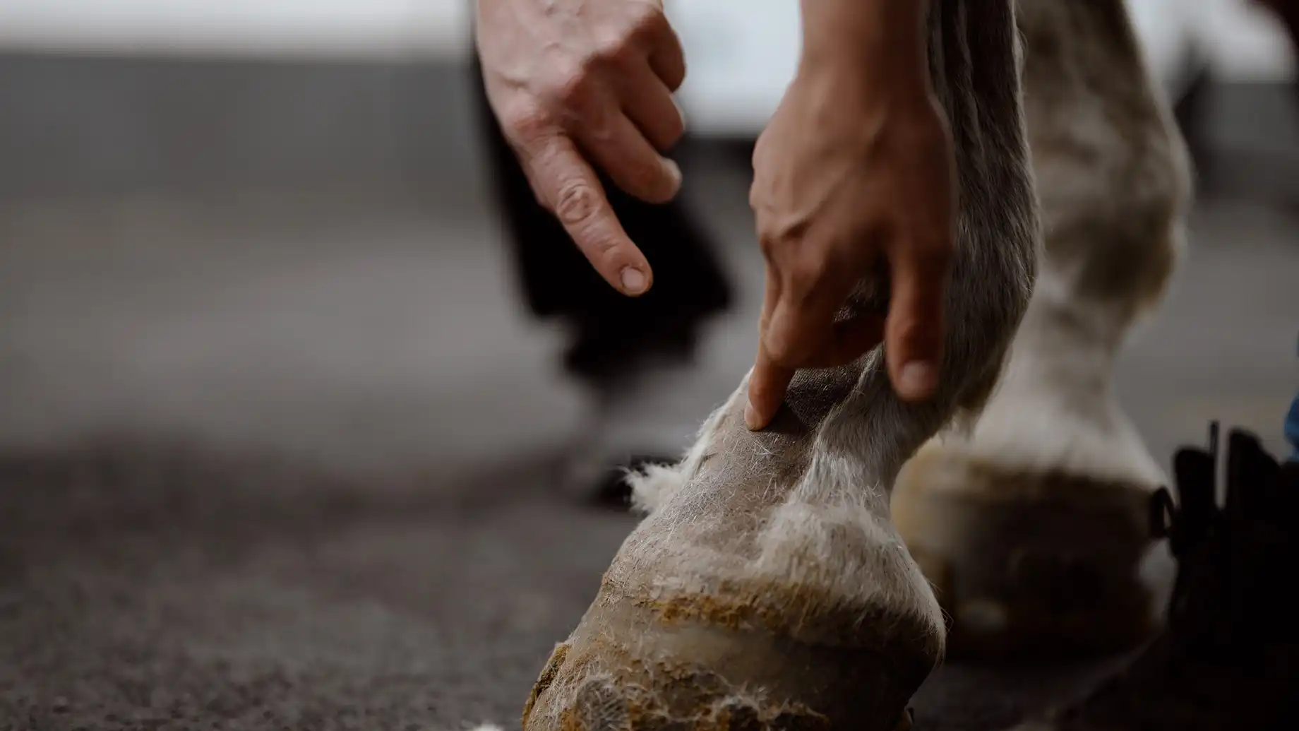 Impressionen / Businessfotografie / Imagefotografie aus der Pferdeklinik Seeburg. Fotografie Halle. Deine professionelle Fotografin für Werbefotografie, Produktfotografie, Businessfotografie, Eventfotografie & mehr. Fotografie Halle & deutschlandweit. The C/A Studio. Fotografie Leipzig. Fotografie Halle. Fotografie Magdeburg. Fotografie Dresden. Businessfotografie Leipzig. Businessfotografie Halle. Businessfotografie Dresden. Businessfotografie Magdeburg. Businessfotograf Leipzig. Businessfotograf Halle.