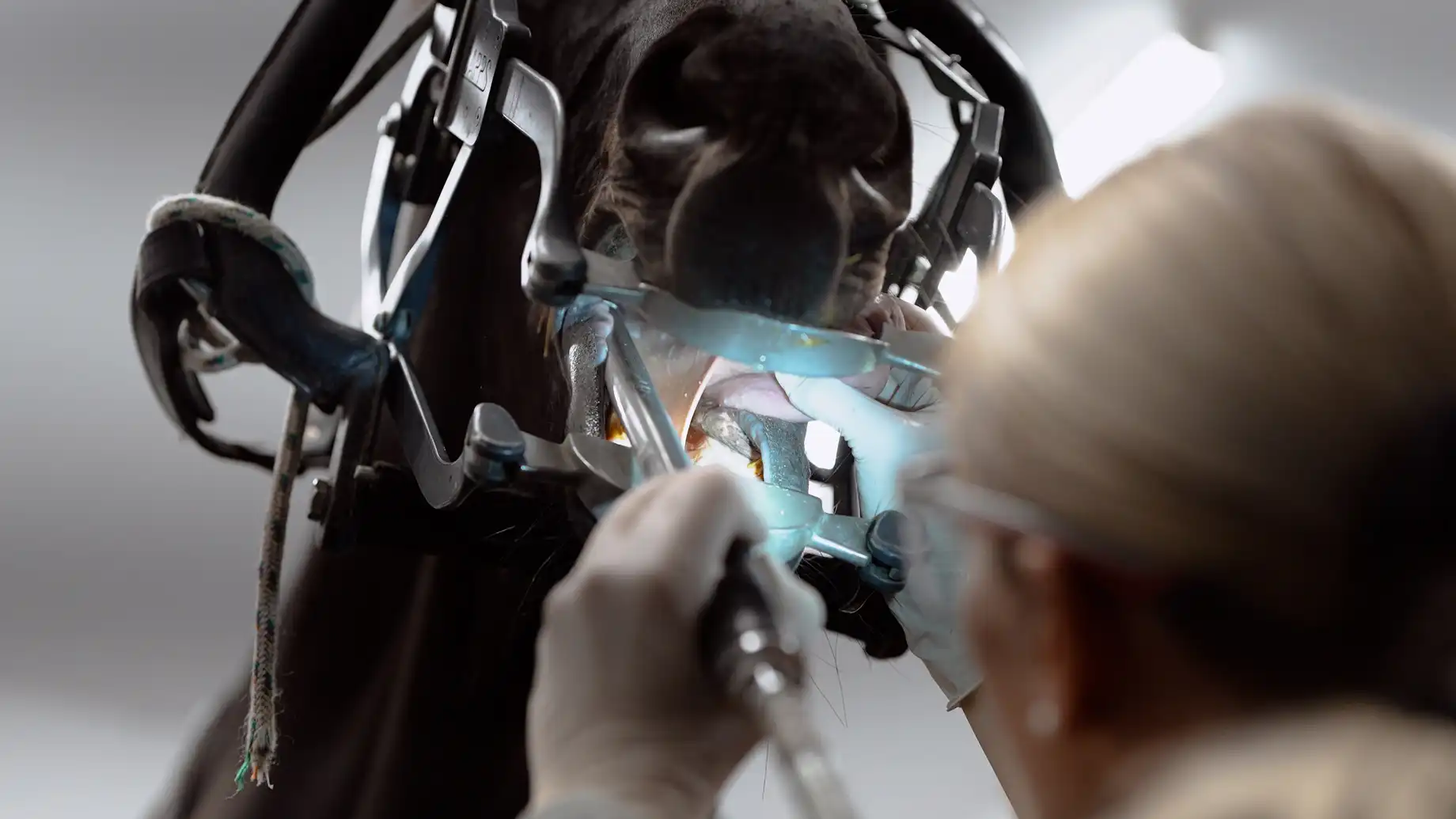 Impressionen / Businessfotografie / Imagefotografie aus der Pferdeklinik Seeburg. Fotografie Halle. Deine professionelle Fotografin für Werbefotografie, Produktfotografie, Businessfotografie, Eventfotografie & mehr. Fotografie Halle & deutschlandweit. The C/A Studio. Fotografie Leipzig. Fotografie Halle. Fotografie Magdeburg. Fotografie Dresden. Businessfotografie Leipzig. Businessfotografie Halle. Businessfotografie Dresden. Businessfotografie Magdeburg. Businessfotograf Leipzig. Businessfotograf Halle.