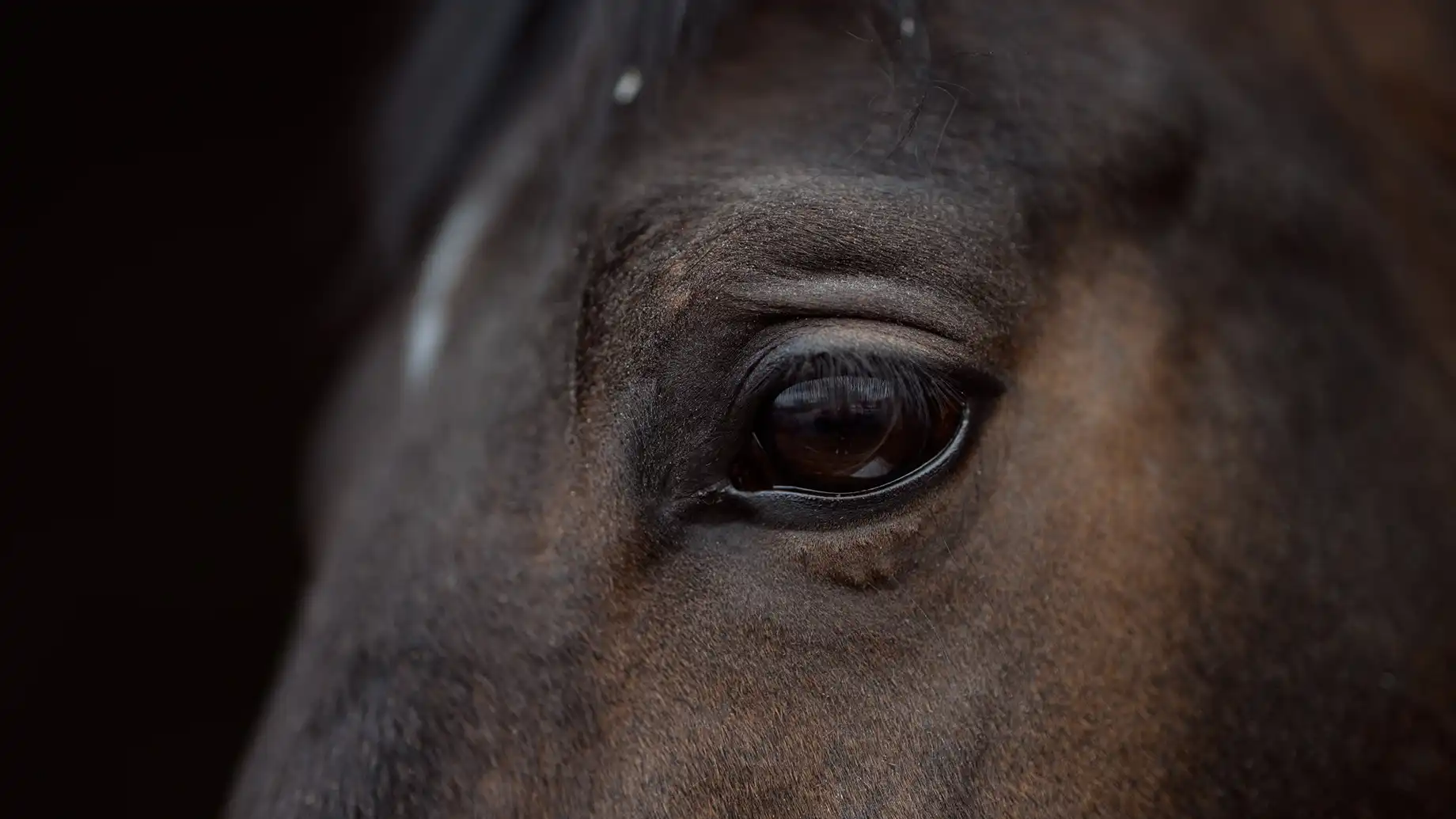 Impressionen / Businessfotografie / Unternehmensfotografie / Imagefotografie aus der Pferdeklinik Seeburg. Fotografie Halle. Deine professionelle Fotografin für Werbefotografie, Produktfotografie, Businessfotografie, Eventfotografie & mehr. Fotografie Halle & deutschlandweit. The C/A Studio. Fotografie Leipzig. Fotografie Halle. Fotografie Magdeburg. Fotografie Dresden. Businessfotografie Leipzig. Businessfotografie Halle. Businessfotografie Dresden. Businessfotografie Magdeburg. Businessfotograf Leipzig. Businessfotograf Halle.